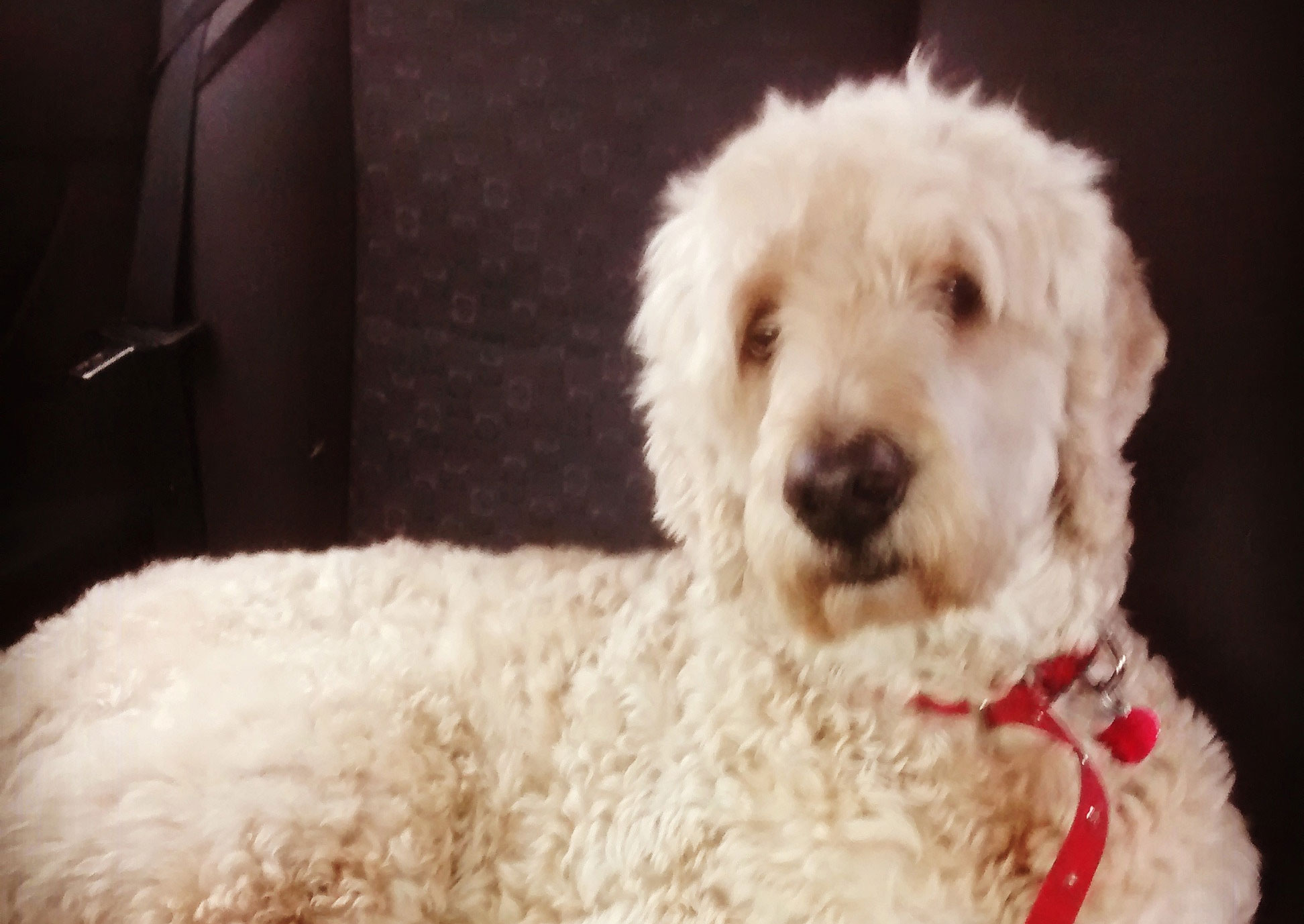 主人出門時狗狗做的事情