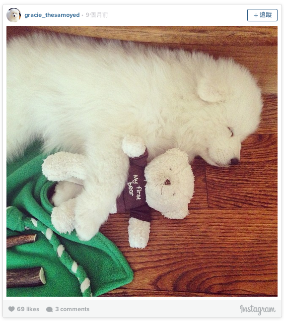 這隻小毛球和他的第一隻泰迪熊一起睡午覺。