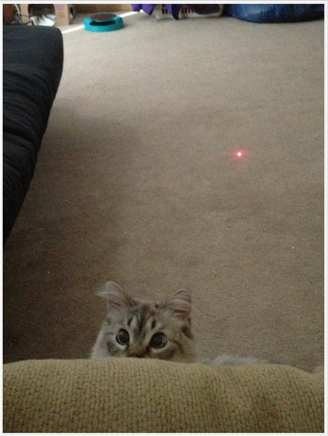 開始找尋紅點點來源的貓咪。