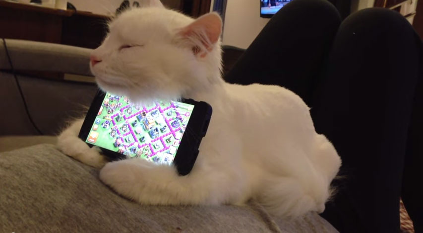 貓咪手機架