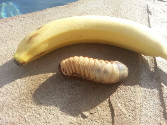 把這種肥肥的怪蟲擺在香蕉旁邊，居然絲毫不遜色！