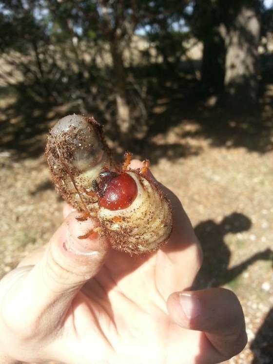 社群网站Reddit上有一名男子在家中院子的草堆里，发现了这种体型庞大的虫子。