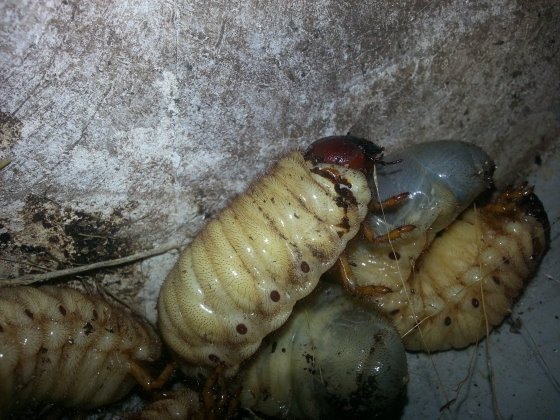 为了能够知道这是什么昆虫的幼虫，这名男子决定把这些虫子放进一盆土里面饲养...