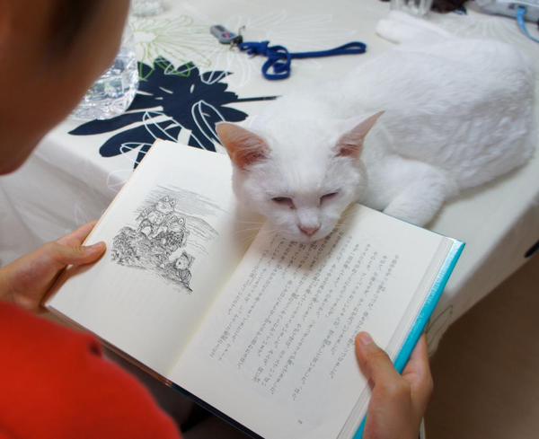 "喵，这本书也是我的。"