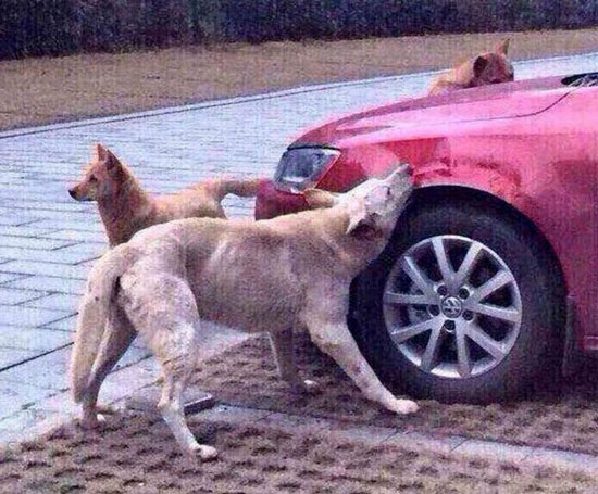 中国重庆有一名男子发现家门外的院子上有狗狗躺在上面占用了他的停车空间，于是他就用脚踹了狗狗、这只狗狗也因此逃离无踪。