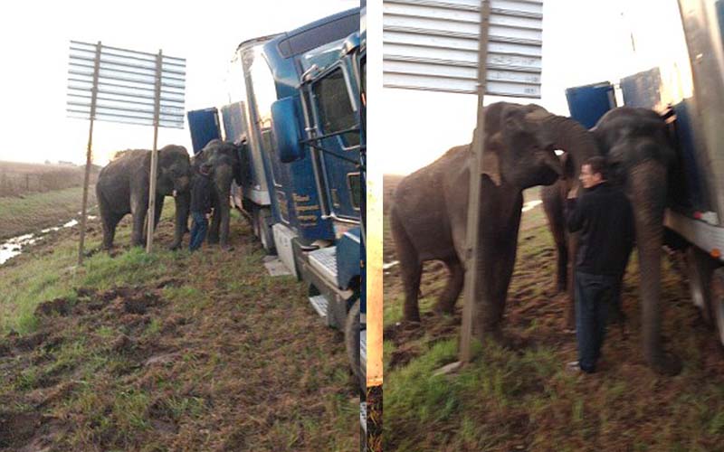 一名訓練師臨機一動，請了兩隻非洲象來幫忙，用他們5噸重的身體來頂住貨櫃車，阻止車輛翻覆。