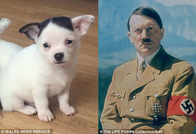 希特勒狗狗可愛