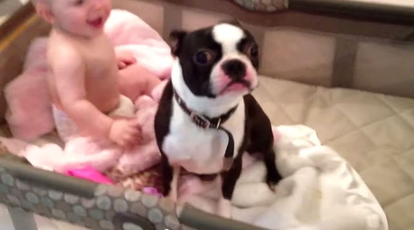 波士頓梗早上超可愛儀式