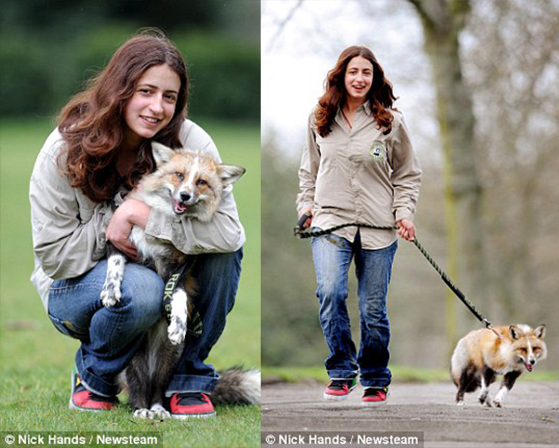 他很愛跟主人玩，也跟主人有非常緊密的連結。雖然他也會進到屋子裡頭，但他還是比較喜歡在外頭玩耍。