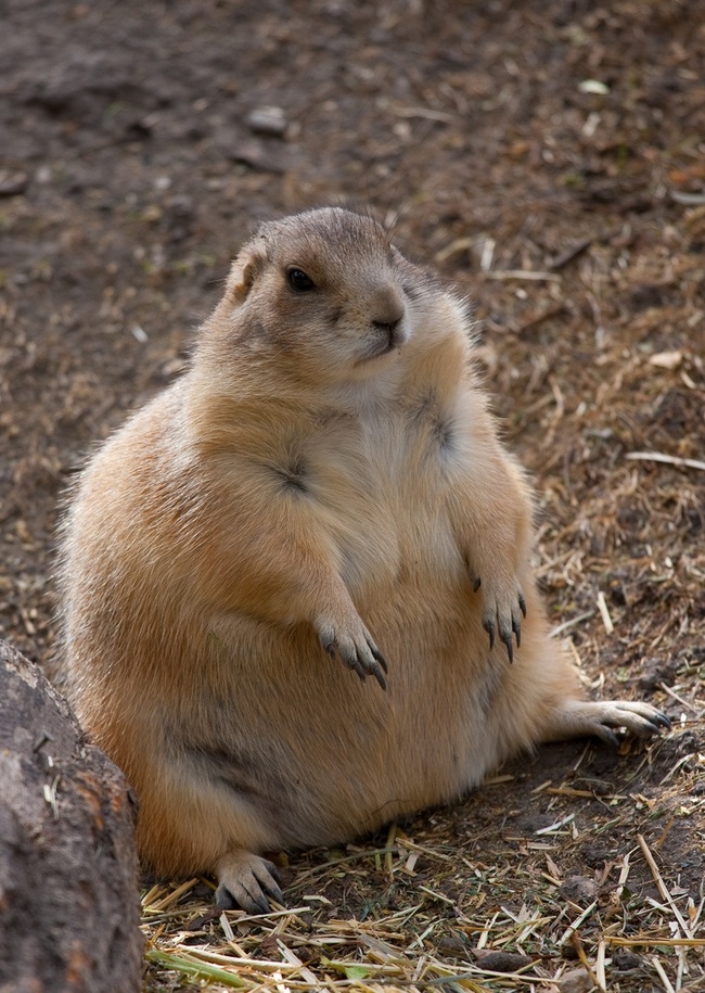 6b89c9e4c1928fb64dc55bbc43fde1a6_650x