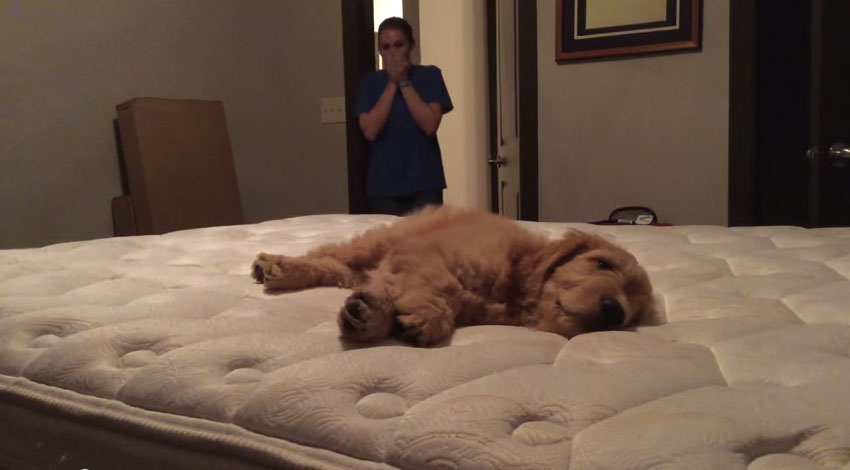 第一次碰到孩子狗狗