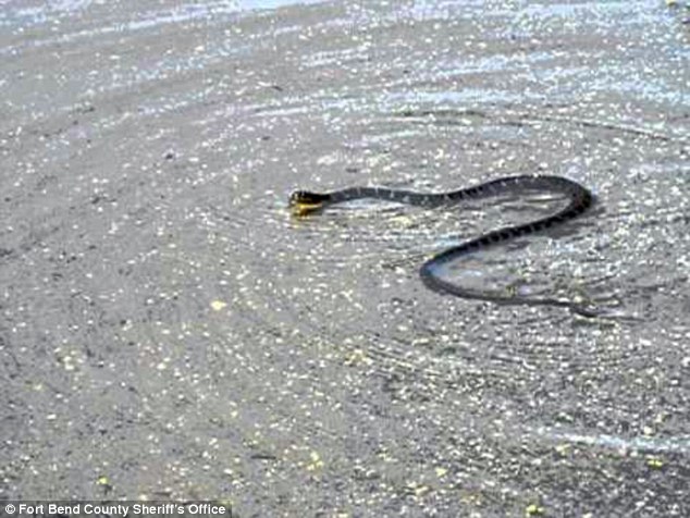 2917EA5D00000578-3101416-image-a-6_1432852746733