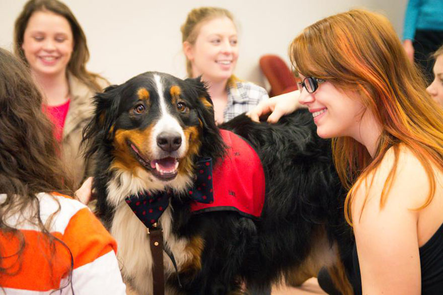 puppy-room-stressed-out-students-university-of-lancashire-7