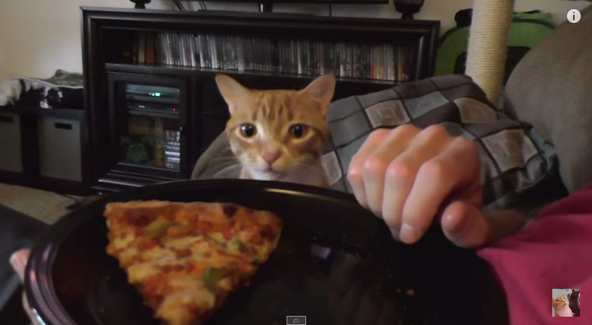 吃東西貓咪會凡