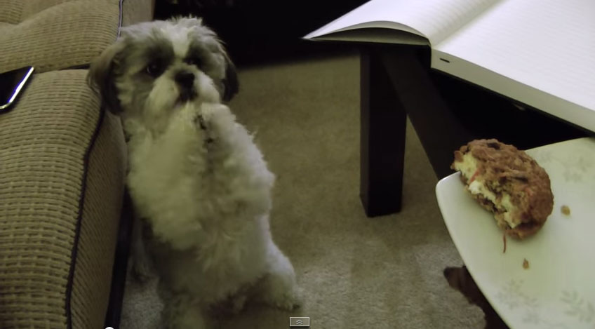 狗狗求吃餅乾