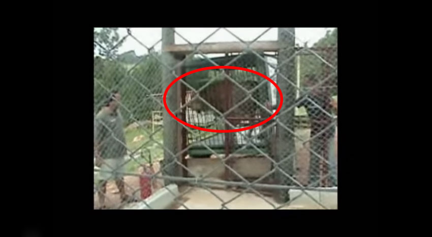 獅子第一次到草地上