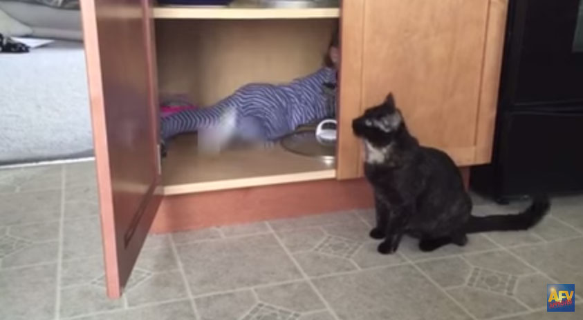 貓咪不爽小朋友