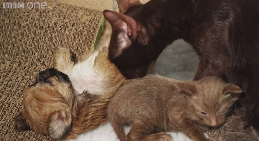 貓咪領養西施狗狗