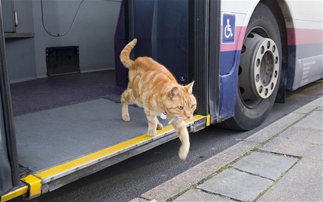 The-Artful-Dodger-A-Ginger-Tom-Catching-the-Bus-by-Himself-4