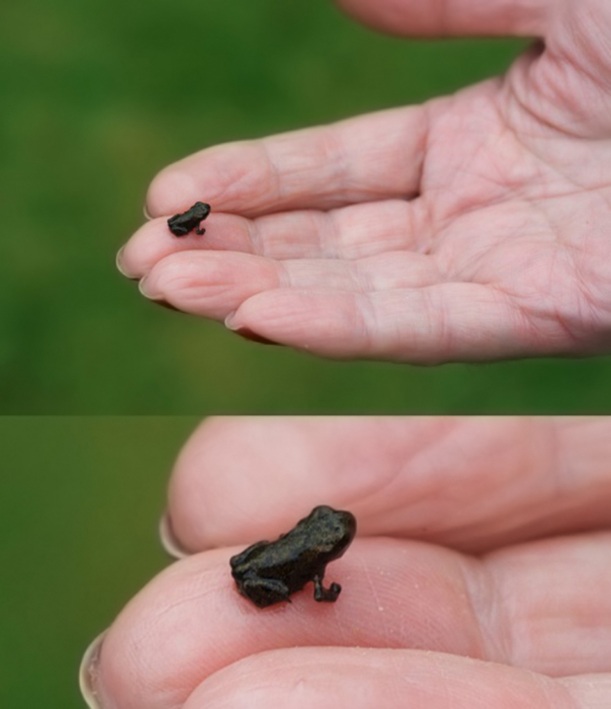 Tiny-frog__880