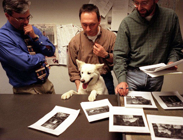 bring-puppy-to-work-13__605