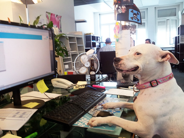 bring-puppy-to-work-39__605