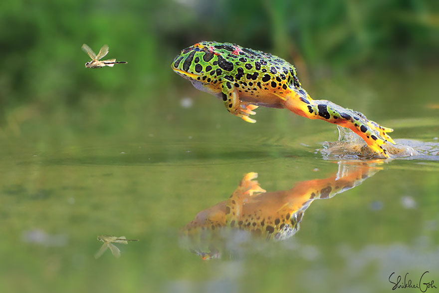 frog-photography-15__880