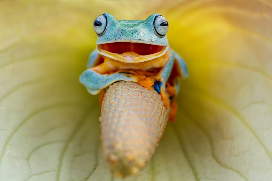 frog-photography-18__880