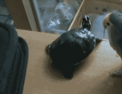 lifebuzz-63d986785826af3f22ac1459c04fb735-original