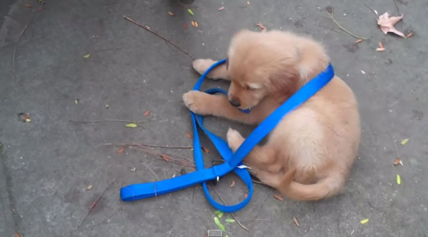 小狗狗自己溜自己