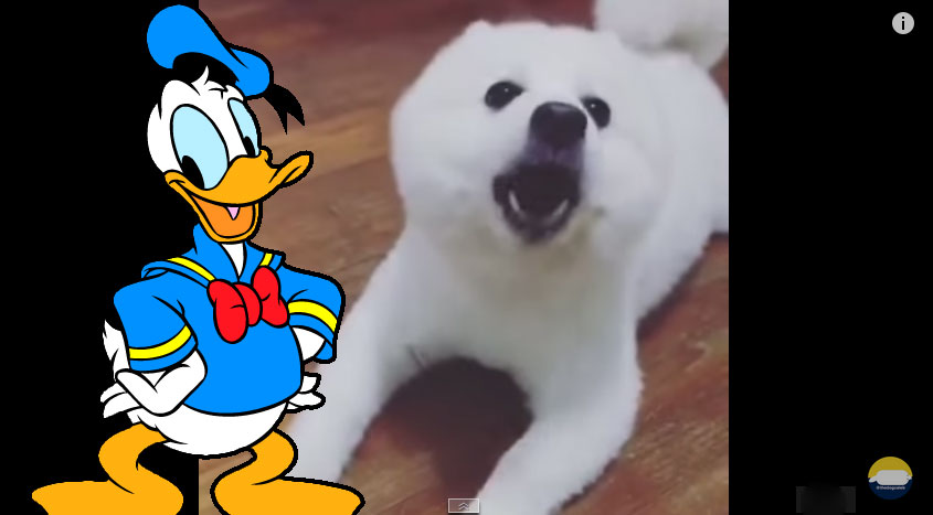 狗狗叫聲跟唐老鴨一樣2