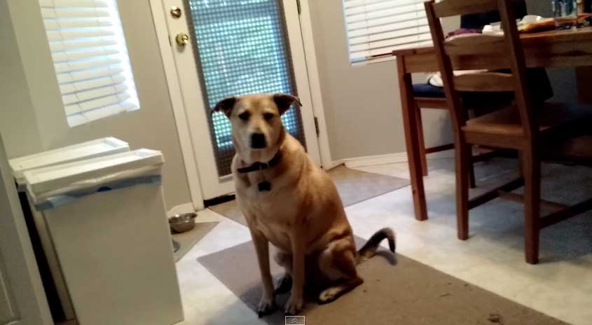 狗狗開食物櫃超開心