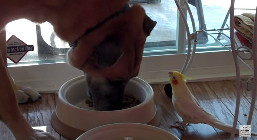 鳥唱歌給吃飯狗狗聽