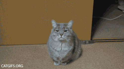122_yawn_cat_gifs