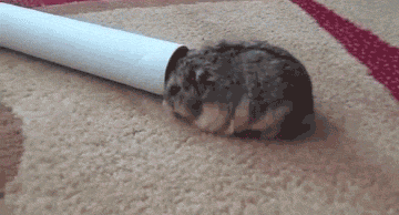 2271725_funny-gif-hamster-fat-roll-paper