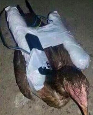 2AB0A40700000578-3167978-image-a-10_1437383758218