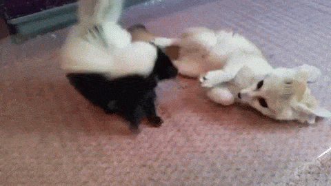 45cd8abb5931f3f0271d12988bf93a44ca3c687b8cb1590a23890f4e59679be3