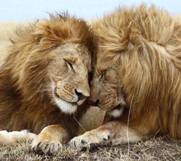 563178_93766387c25966f1c36de34cc0463562_large-1