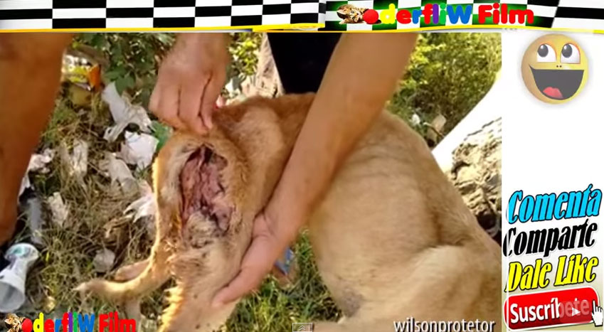 拯救瀕臨死亡的狗狗