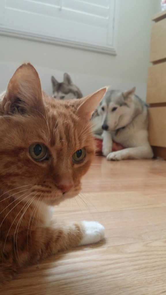 b637cb8c4f8a970408948073f9441900a2d4876c770c7e0d22e235a972cc8195