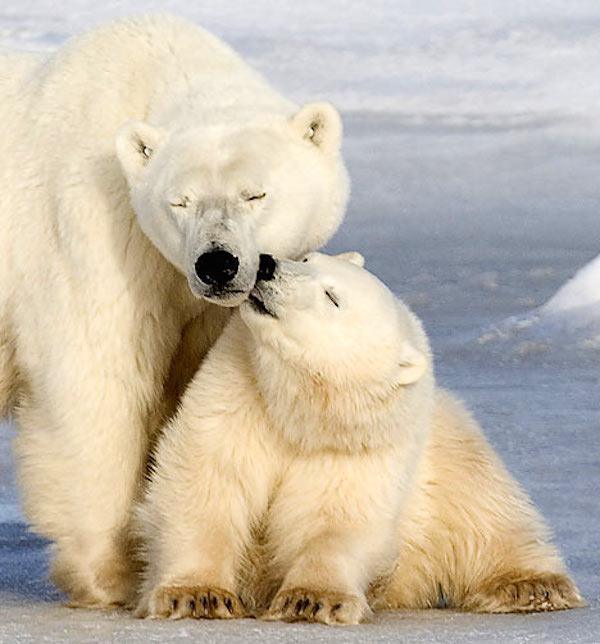 dangerous-animals-caught-being-adorable-26-photos-1