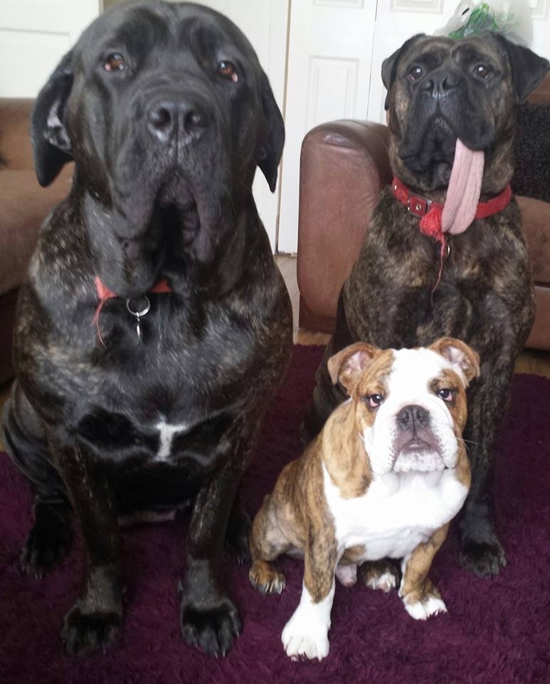 f5ead5b0f20795245ea73f2bee8ba2a6747efbac3a885c23a801badd543d9546