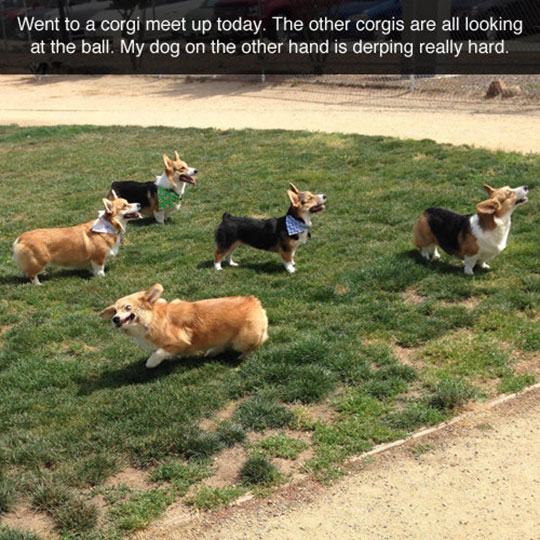 funny-corgi-dogs-looking-ball-1