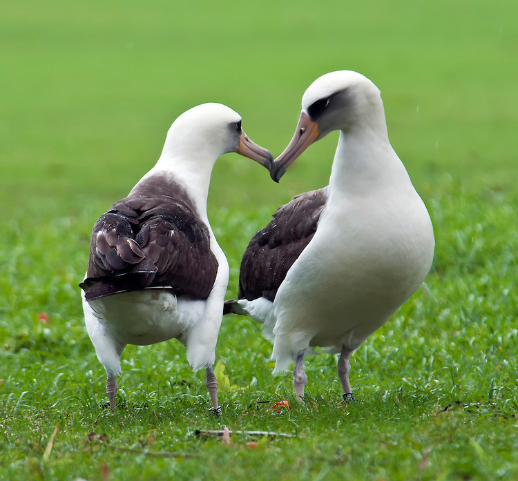 laysan-albatross-couple-in-courtship-dance