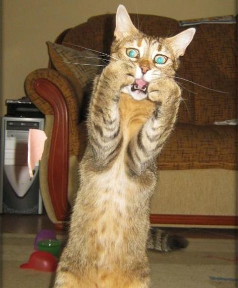 lifebuzz-399a7f953df78795cc4d585ad7842621-limit_2000