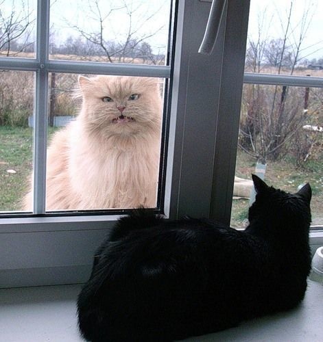 lifebuzz-a79d8f75c925eb9cce4539fc0a459323-limit_2000