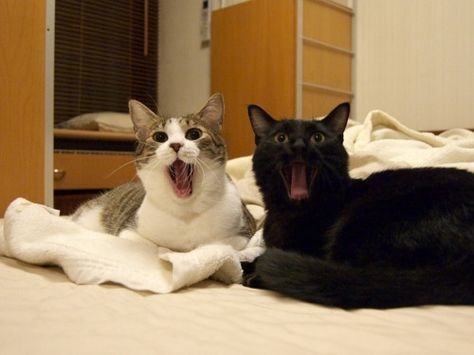 lifebuzz-d89a6188b28e52cc74decfc824b811cb-limit_2000