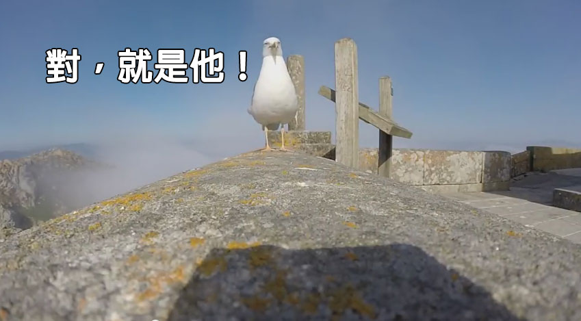 偷GoPro的海鷗