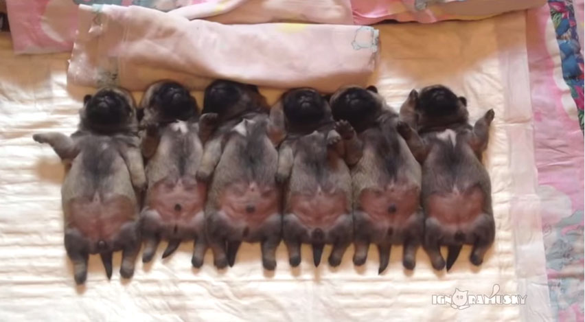 巴哥寶寶超可愛