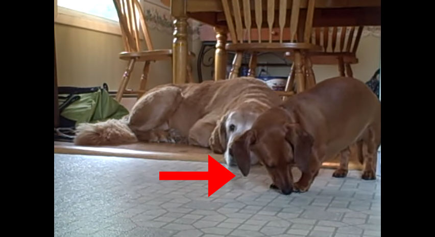 狗狗睡在另一隻狗狗身上